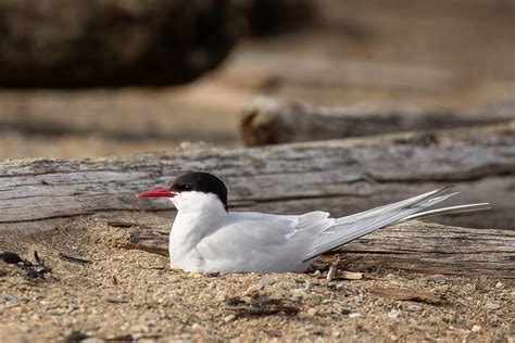 10 Facts about Arctic terns: Birds have the longest migratory route in the world