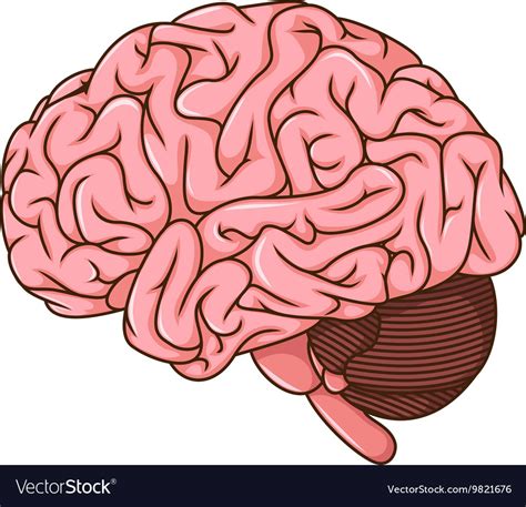 Human brain cartoon Royalty Free Vector Image - VectorStock