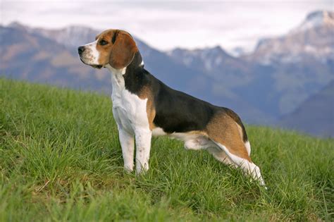 Tudo sobre a Raça de Cachorro Beagle: entenda melhor o seu cãozinho!