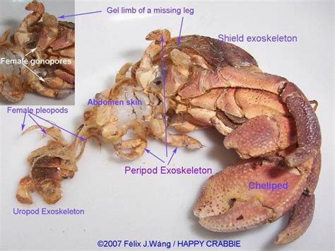 Anatomy of Land Hermit Crabs | The Crab Street Journal