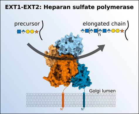 Sweet news : 3D structure reveals mechanism of heparan sulfate chain ...