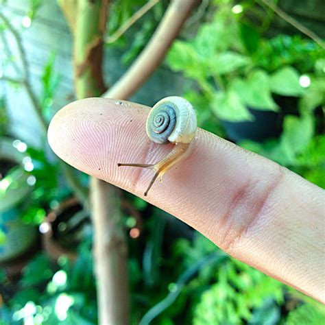 Caracol 🐌 #snail #caracol #garden #nature | jesus ramirez | Flickr