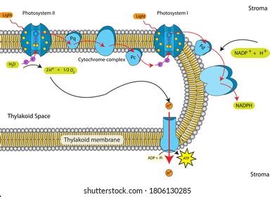 Education Chart Light Reaction Chemiosmosis By Stock Illustration 1779183887 | Shutterstock