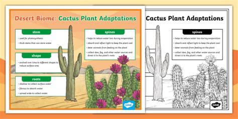 Desert Biome: Cactus Plant Adaptations Poster (teacher made)