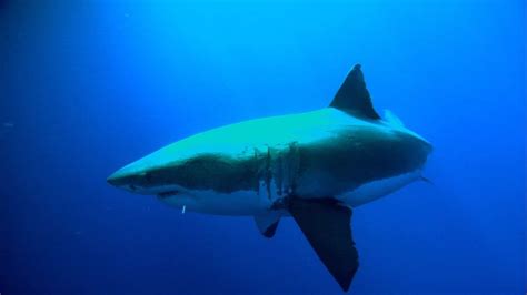 White shark - Reproduction, Migration, Behavior | Britannica