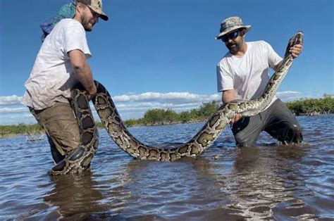 USGS: New Insights on the Spread of Invasive Burmese Pythons in Florida | WQCS