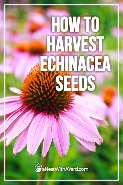 How to Harvest Echinacea Seeds | Echinacea, Seeds, Harvest