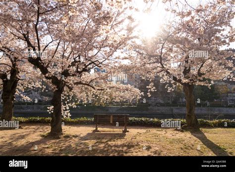 Motoyasu-gawa River, cherry blossom, Peace Memorial Park, Hiroshima ...