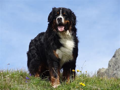 Conozca 10 razas de perros de montaña