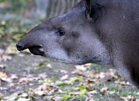 The Majestic Tapir: Belize's National Animal and Cultural Symbol