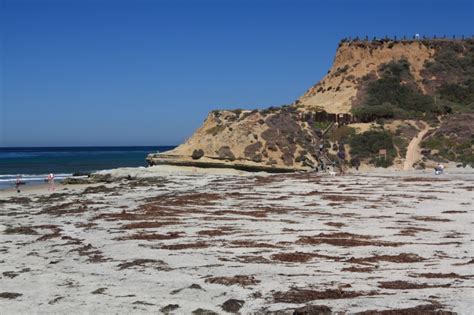 Del Mar Dog Beach – North Beach, Del Mar, CA - California Beaches