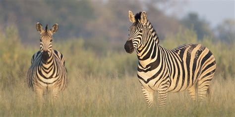 Qorokwe Camp | Botswana Safari Trips | Yellow Zebra Safaris