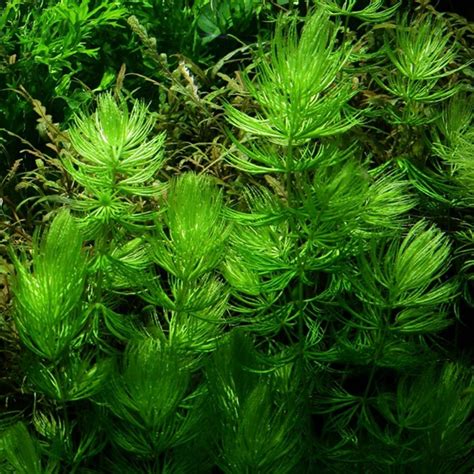 Ceratophyllum demersum 'Foxtail' - Tropica Aquarium Plants | Birstall