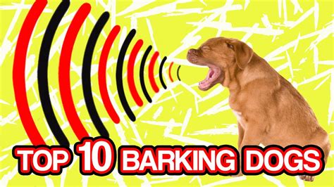 LOUD BARKING DOGS video compilation 2020 Dog barking sound Funny dogs # ...