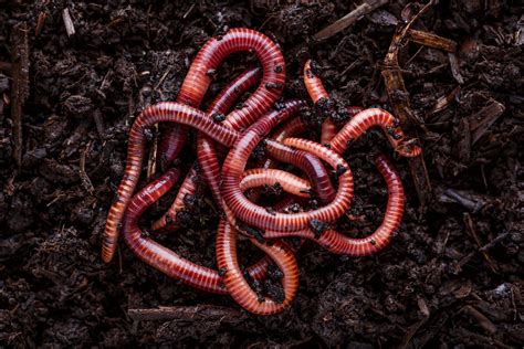 Earthworm Hatchlings