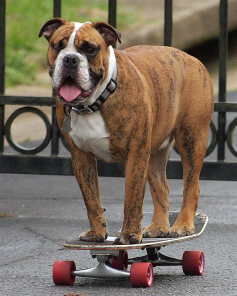 Flickriver: Most interesting photos from The Amazing Skateboarding Dogs pool