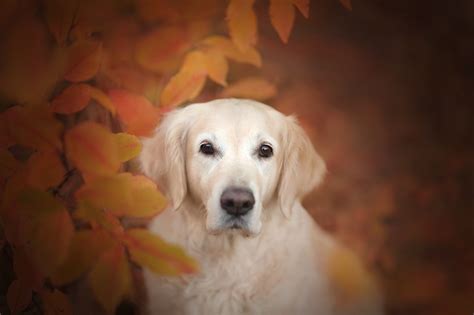 Golden Retriever Dog Wallpaper, HD Animals 4K Wallpapers, Images and ...