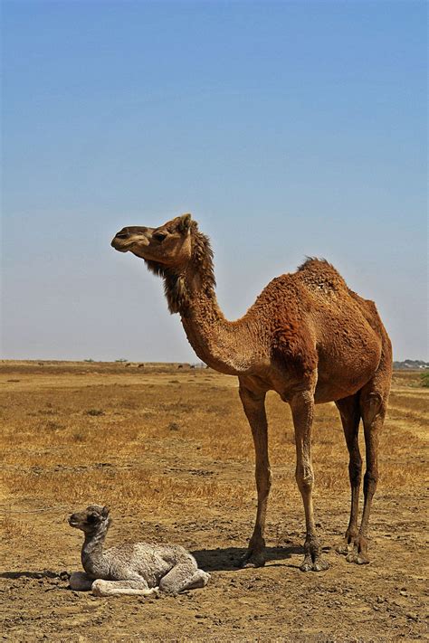 Fotos gratis : Desierto, camello, Dubai, fauna, vertebrado, Vicuña, Tú, Guanaco, entorno natural ...