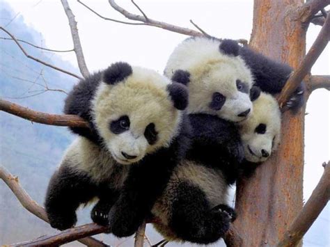 Baby Pandas playing. | Hello Mother Nature | Pinterest