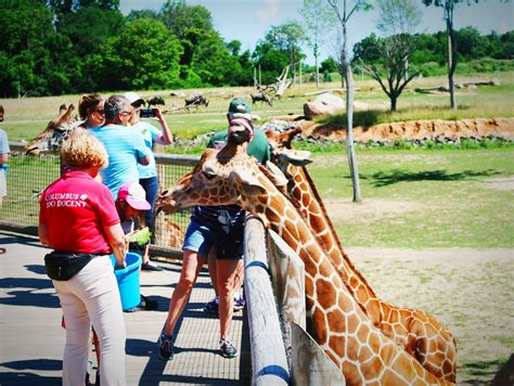 One of my favorite things to do in Columbus during the summer is visit the Columbus Zoo ...