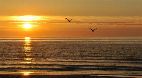 Free picture: gulls, sunset