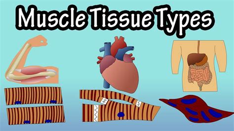 Types Of Muscle Tissue