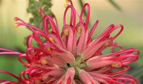 lost in Mato Grosso: red flower with long pollen stems