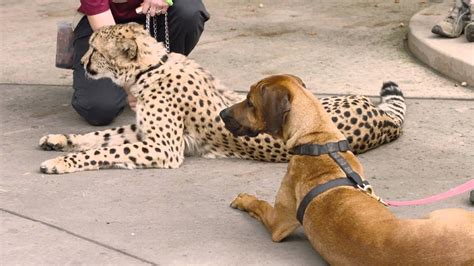 Cheetah Run with Ruuxa @ San Diego Zoo Safari Park - YouTube