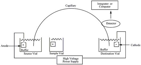 How Does Capillary Electrophoresis Work - Pediaa.Com