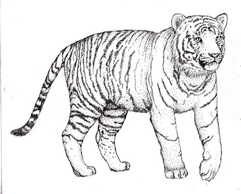 Tiger Line Drawing at GetDrawings | Free download