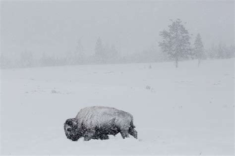 Journalist, Wild Bison Advocate Sue Yellowstone National Park and NPS - Yellowstone Insider