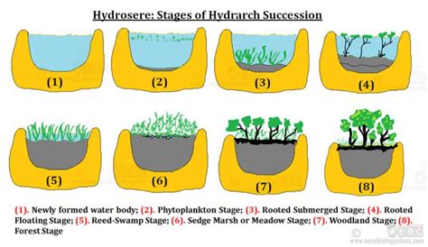 Hydrosere Definition and Seral Stages (PPT) | EasyBiologyClass