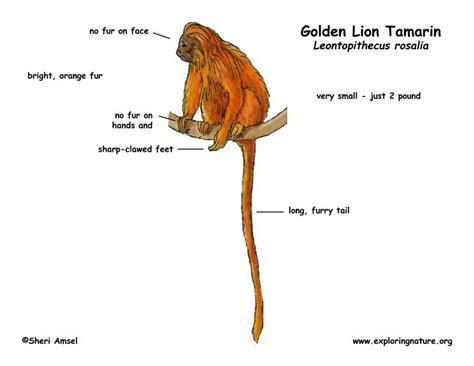 Monkey (Golden Lion Tamarin)