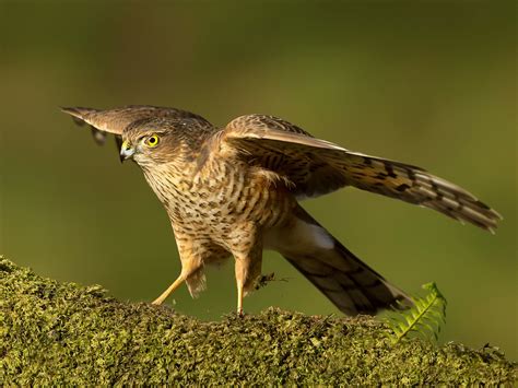 Sparrowhawk Bird Facts (Accipiter nisus) | Bird Fact