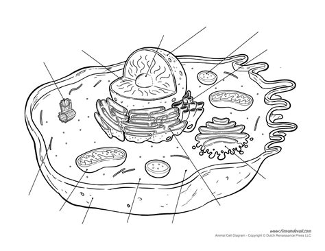animal-cell-diagram-unlabeled - Tim's Printables