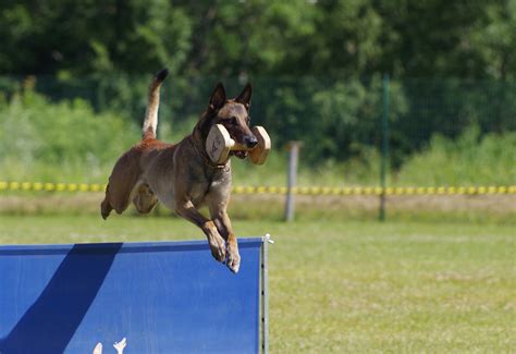 How Strong Is A Belgian Malinois Bite Force In PSI?