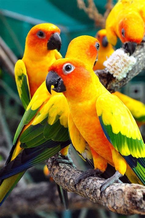 Pin by Liny on Beautiful Parrots | Conure parrots, Parrot, Pet birds