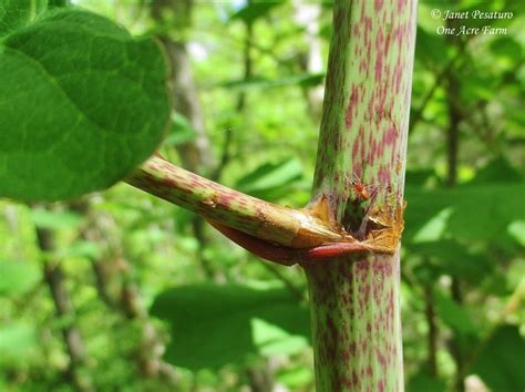 Japanese Knotweed Identification and Juicing