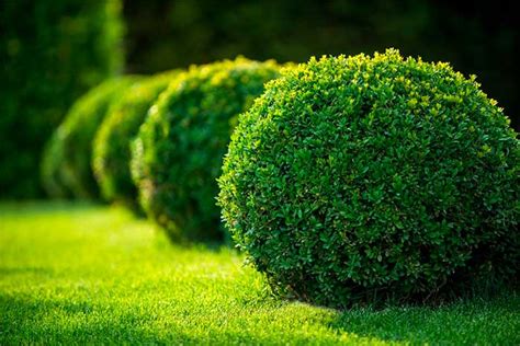 How to Care for Evergreen Shrubs - PlantingTree