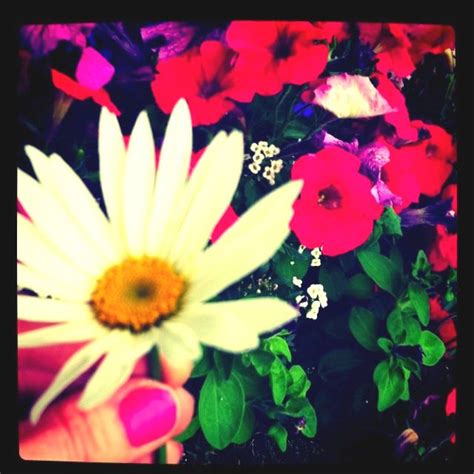 He loves me, he loves me not... | Flower market, Flower stands, Bouquet ...