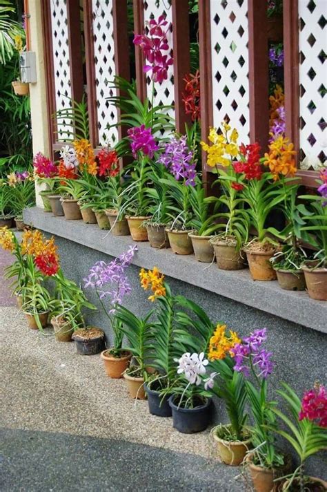 Repotting Orchids, Vanda Orchids, Orchids Garden, Orchid Plants, Exotic ...