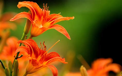 lilies, Flowers, Orange Flowers Wallpapers HD / Desktop and Mobile Backgrounds | Orange lily ...