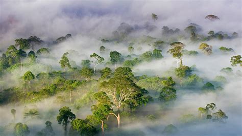 Borneo Wallpapers - Wallpaper Cave