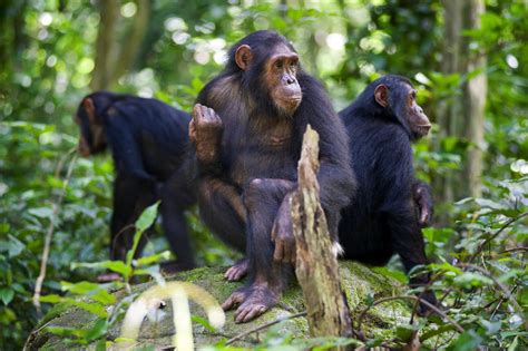 Fast Ape Facts — World Ape Fund