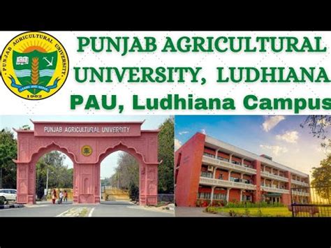 Punjab Agricultural University, Ludhiana || PAU, Ludhiana Campus ...