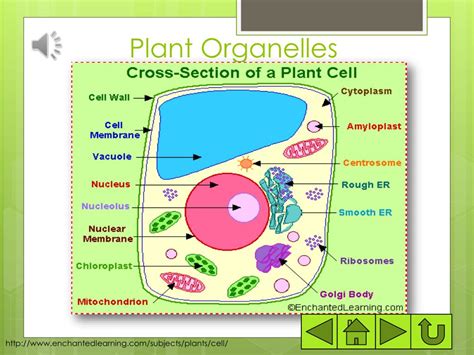 PPT - Plant Organelles and their Functions PowerPoint Presentation ...