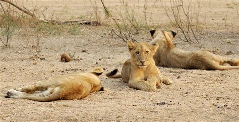 Bespoke Safaris in Lower Zambezi National Park, Zambia - Journeys by Design