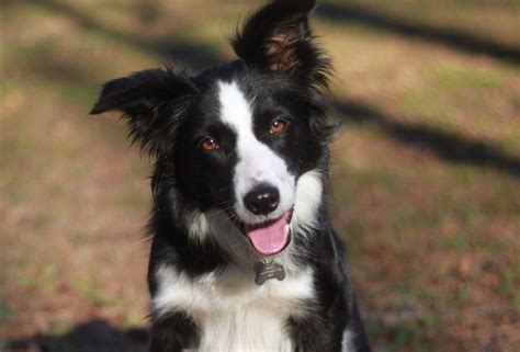 Bella – Phoenix Rising Border Collie Rescue – North Carolina and South Carolina