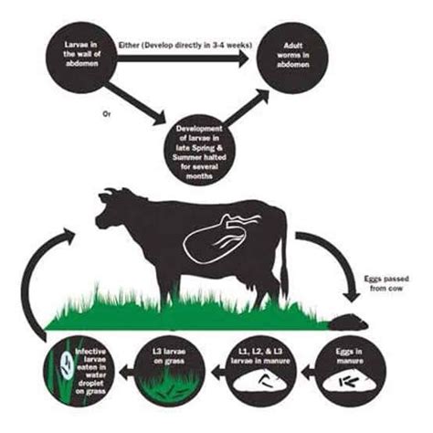 Importance of Regular Deworming for Dairy Cattle | Pashudhan praharee