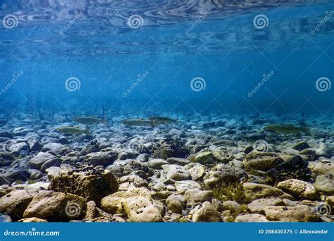 Roach Fishes in Natural Habitat, Freshwater Fishes Stock Image - Image ...